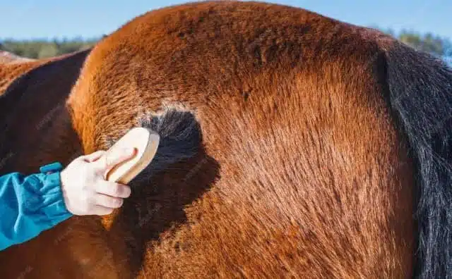 Pourquoi rêver de brosser un cheval ?