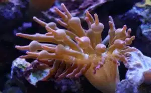 Pourquoi rêver de corail ?