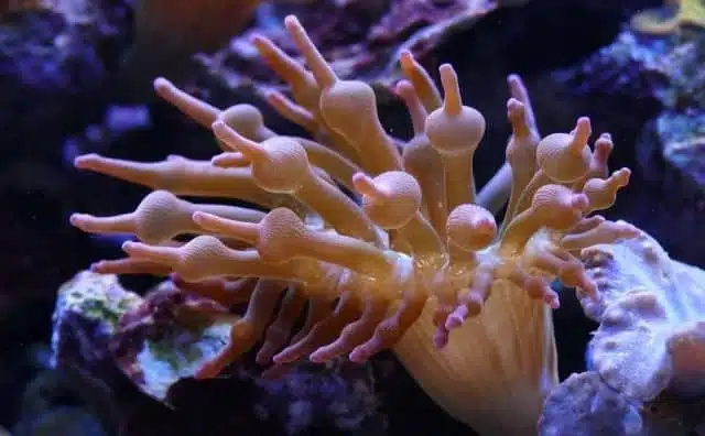 Pourquoi rêver de corail ?
